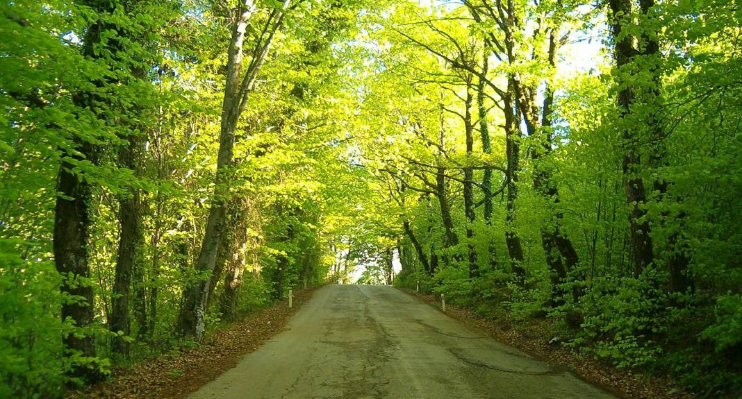 Tam 27 ilde resmen yasaklandı! Ormanlara giremeyeceksiniz - Resim: 2